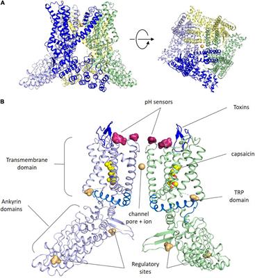 TRPV1 in chronic pruritus and pain: Soft modulation as a therapeutic strategy